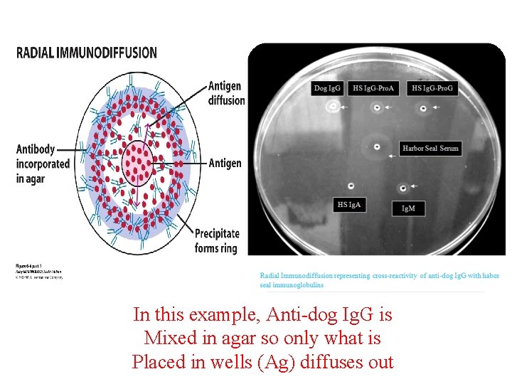 In this example, Anti-dog Ig. G is Mixed in agar so only what is
