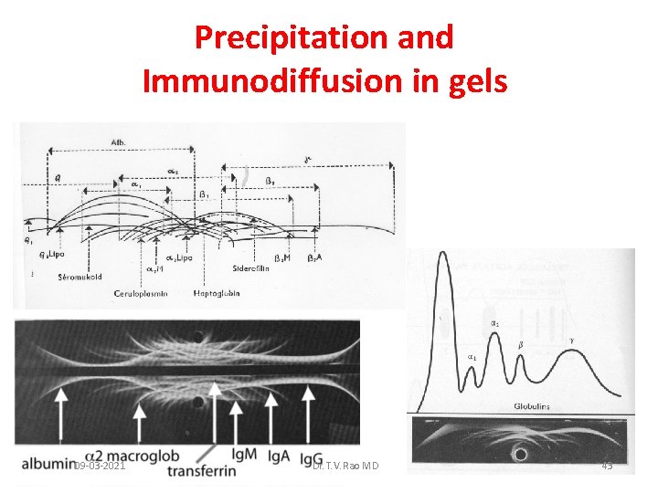 Precipitation and Immunodiffusion in gels 09 -03 -2021 Dr. T. V. Rao MD 43