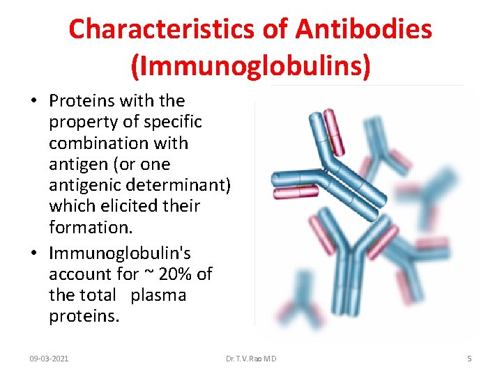 Characteristics of Antibodies (Immunoglobulins) • Proteins with the property of specific combination with antigen