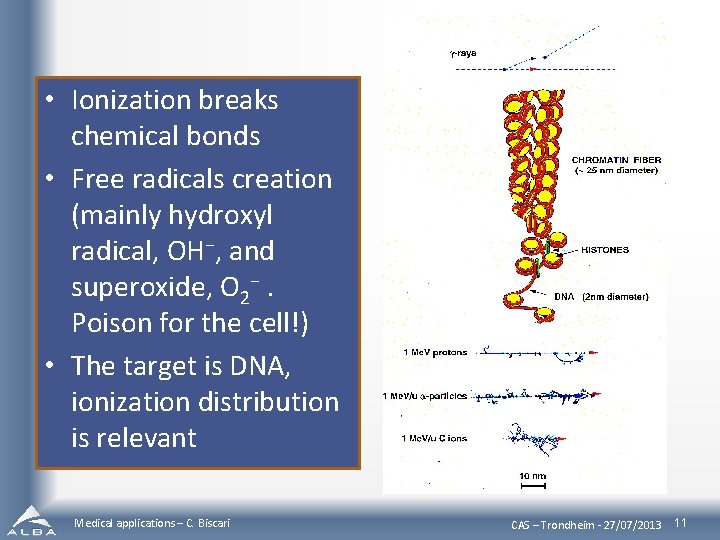  • Ionization breaks chemical bonds • Free radicals creation (mainly hydroxyl radical, OH−,