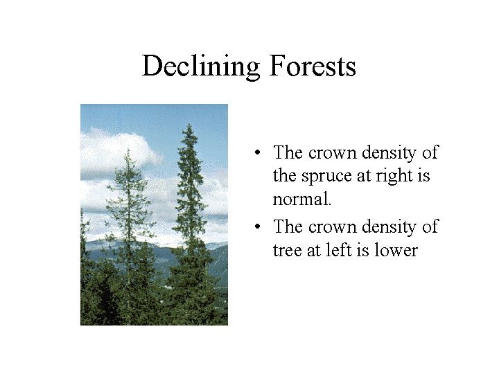 Declining Forests • The crown density of the spruce at right is normal. •