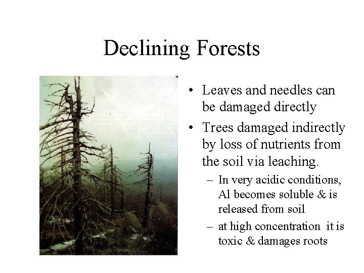 Declining Forests • Leaves and needles can be damaged directly • Trees damaged indirectly