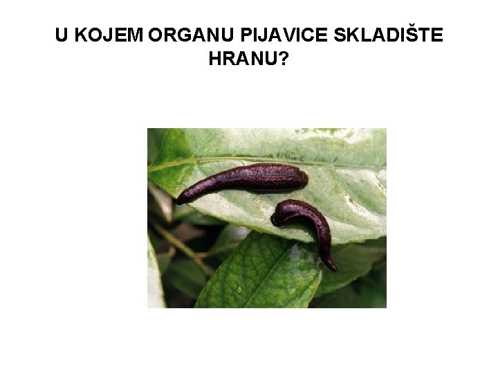 U KOJEM ORGANU PIJAVICE SKLADIŠTE HRANU? 