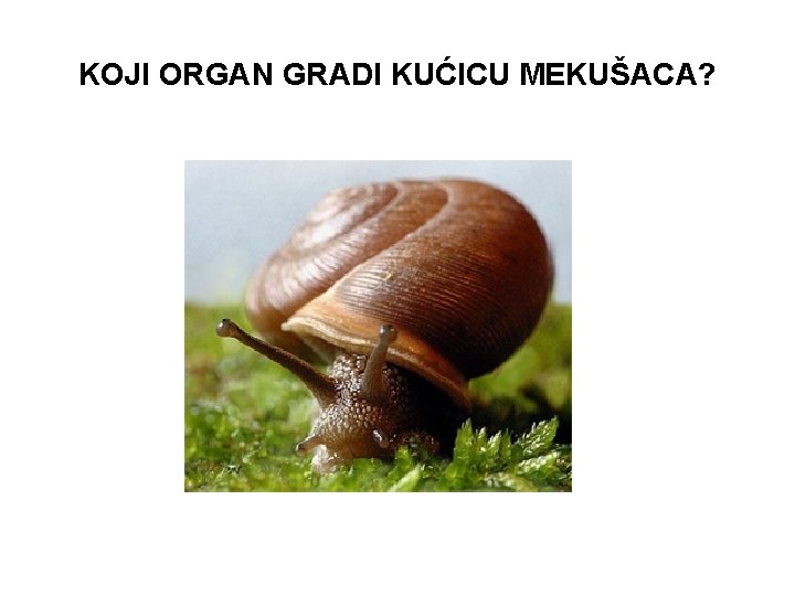 KOJI ORGAN GRADI KUĆICU MEKUŠACA? 