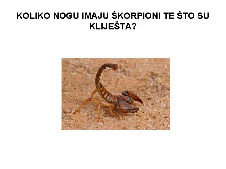 KOLIKO NOGU IMAJU ŠKORPIONI TE ŠTO SU KLIJEŠTA? 