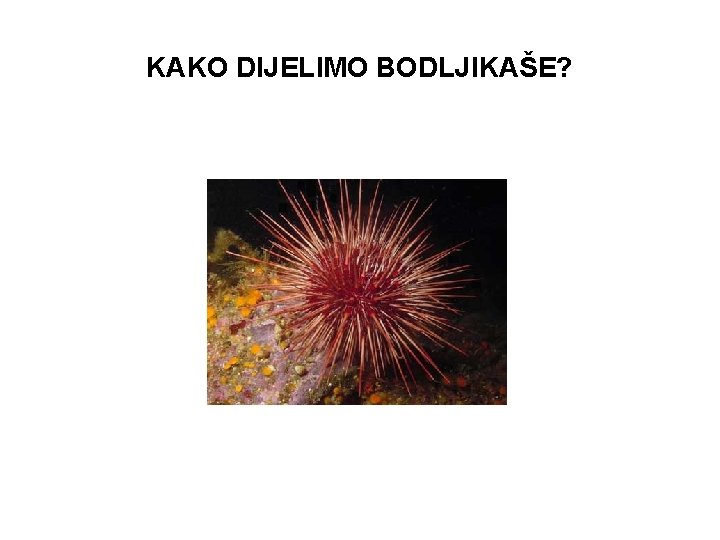 KAKO DIJELIMO BODLJIKAŠE? 