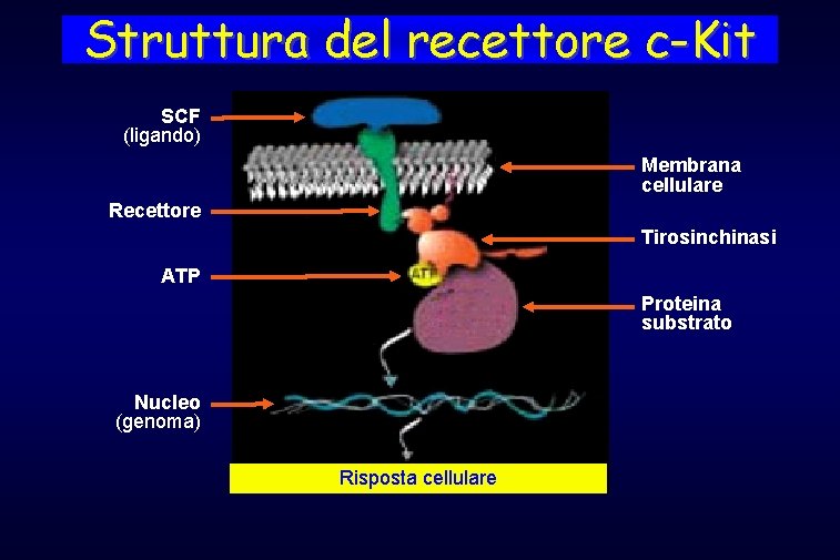 Struttura del recettore c-Kit SCF (ligando) Membrana cellulare Recettore Tirosinchinasi ATP Proteina substrato Nucleo