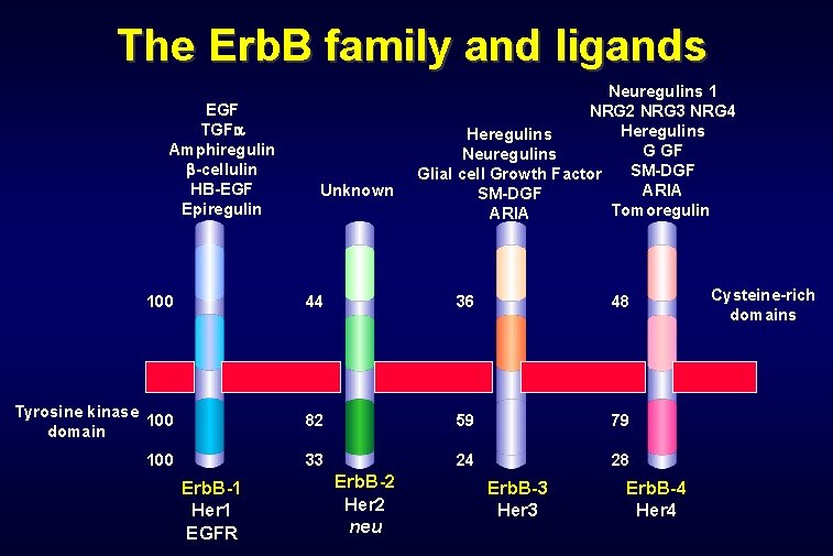 The Erb. B family and ligands EGF TGF Amphiregulin -cellulin HB-EGF Epiregulin Unknown Neuregulins