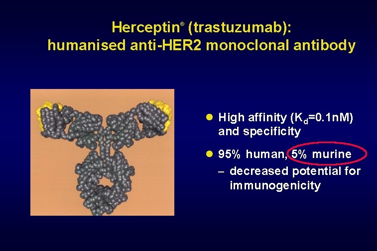 Herceptin (trastuzumab): humanised anti-HER 2 monoclonal antibody ® High affinity (Kd=0. 1 n. M)