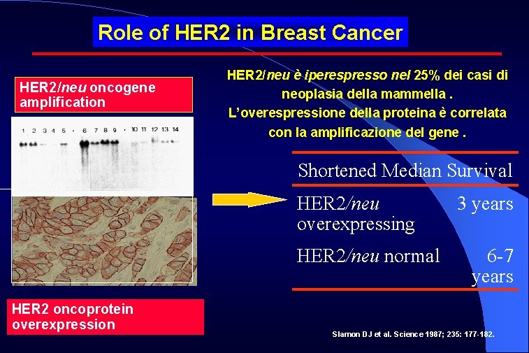 Role of HER 2 in Breast Cancer HER 2/neu oncogene amplification HER 2/neu è