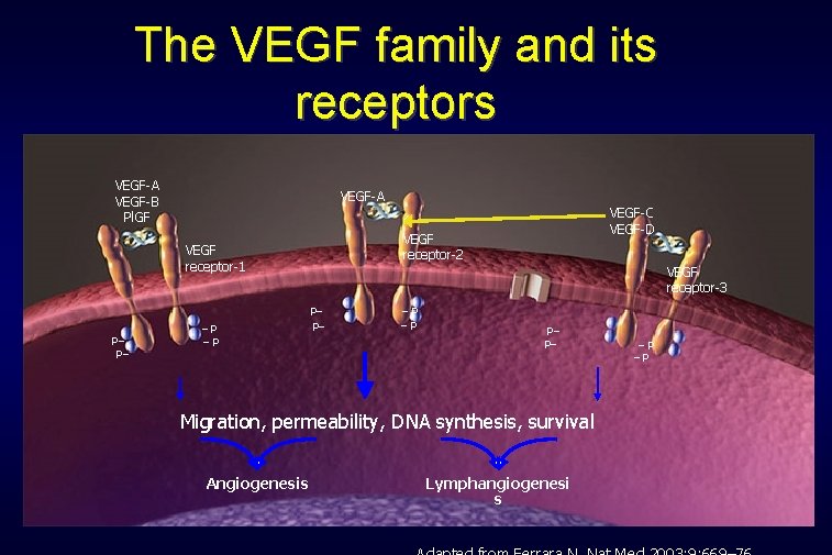 The VEGF family and its receptors VEGF-A VEGF-B Pl. GF VEGF-A VEGF receptor-2 VEGF