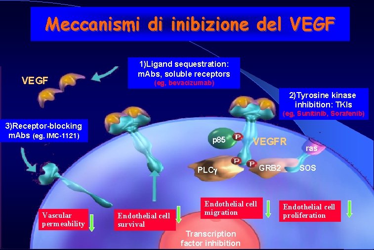 Meccanismi di inibizione del VEGF 1)Ligand sequestration: m. Abs, soluble receptors (eg, bevacizumab) 2)Tyrosine