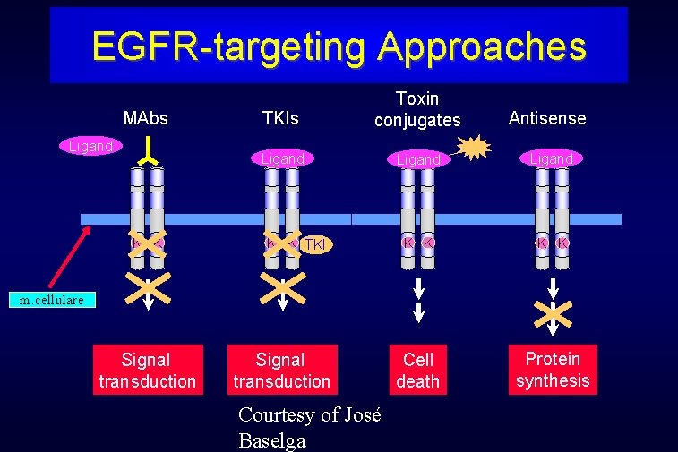 EGFR-targeting Approaches MAbs Ligand K K TKIs Toxin conjugates Antisense Ligand K K Cell