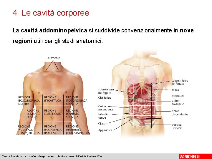 4. Le cavità corporee La cavità addominopelvica si suddivide convenzionalmente in nove regioni utili