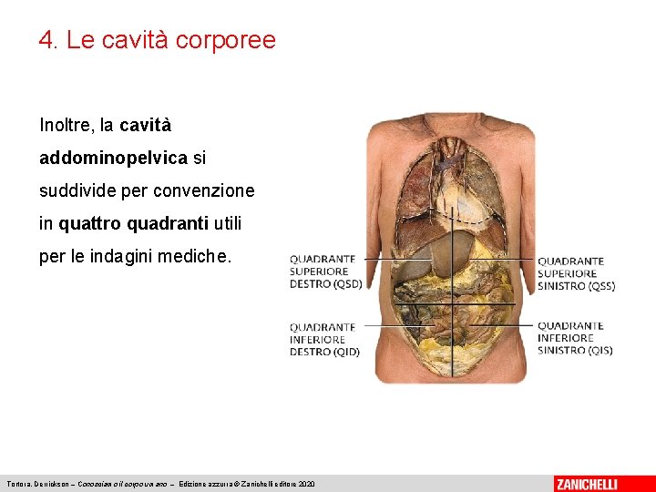 4. Le cavità corporee Inoltre, la cavità addominopelvica si suddivide per convenzione in quattro