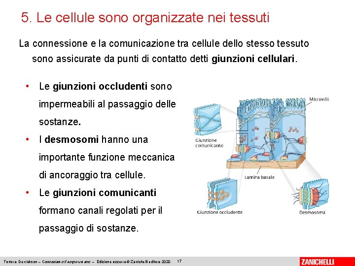 5. Le cellule sono organizzate nei tessuti La connessione e la comunicazione tra cellule