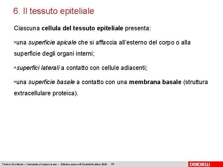 6. Il tessuto epiteliale Ciascuna cellula del tessuto epiteliale presenta: • una superficie apicale