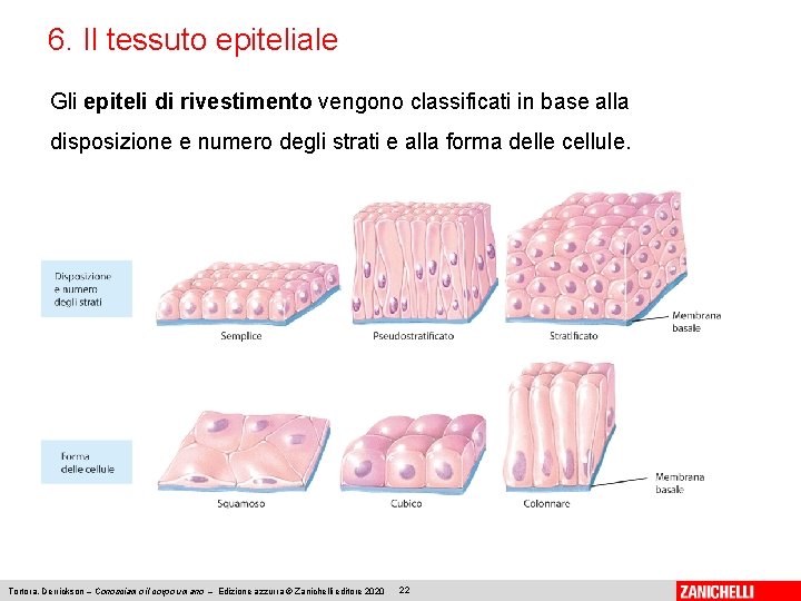 6. Il tessuto epiteliale Gli epiteli di rivestimento vengono classificati in base alla disposizione