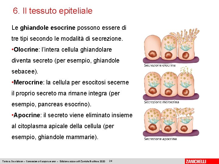 6. Il tessuto epiteliale Le ghiandole esocrine possono essere di tre tipi secondo le