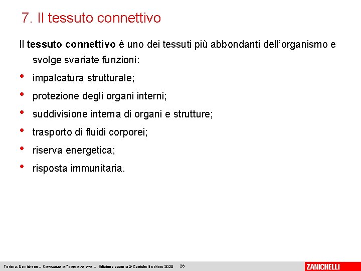 7. Il tessuto connettivo è uno dei tessuti più abbondanti dell’organismo e svolge svariate