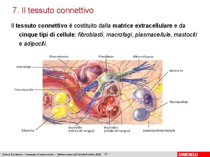 7. Il tessuto connettivo è costituito dalla matrice extracellulare e da cinque tipi di