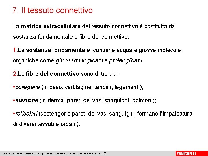 7. Il tessuto connettivo La matrice extracellulare del tessuto connettivo è costituita da sostanza