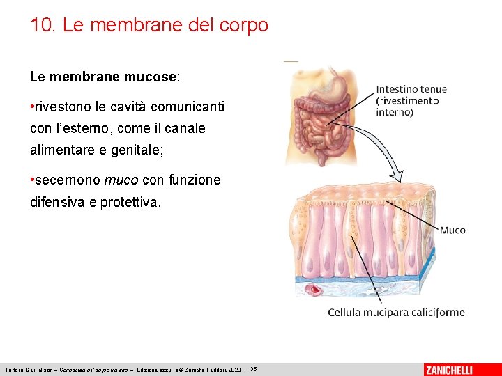 10. Le membrane del corpo Le membrane mucose: • rivestono le cavità comunicanti con
