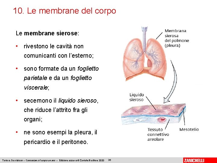 10. Le membrane del corpo Le membrane sierose: • rivestono le cavità non comunicanti