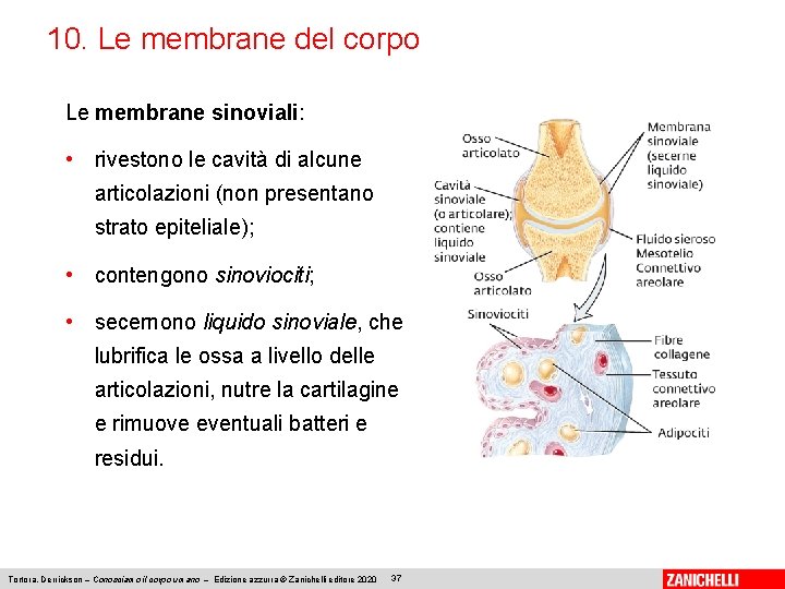 10. Le membrane del corpo Le membrane sinoviali: • rivestono le cavità di alcune
