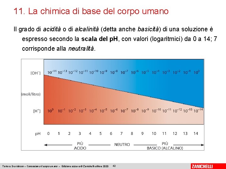 11. La chimica di base del corpo umano Il grado di acidità o di