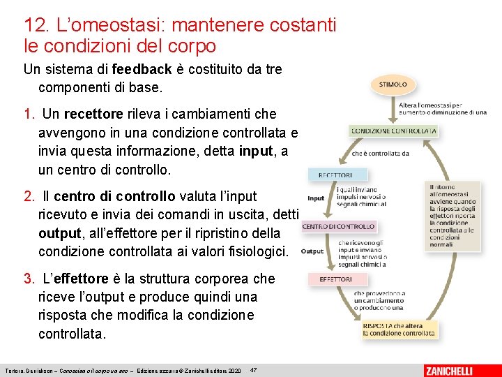 12. L’omeostasi: mantenere costanti le condizioni del corpo Un sistema di feedback è costituito