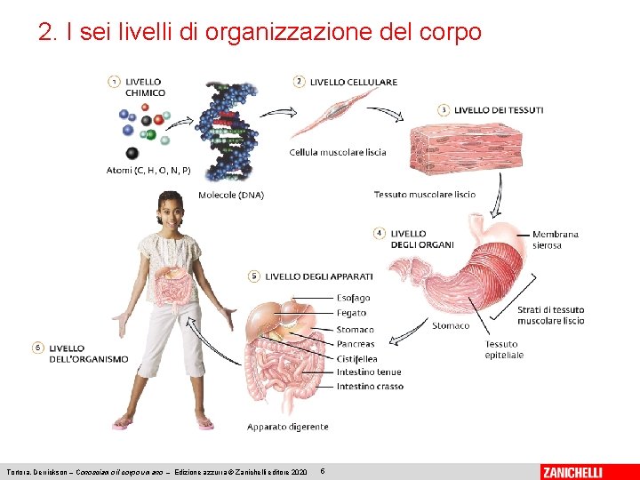 2. I sei livelli di organizzazione del corpo Tortora, Derrickson – Conosciamo il corpo