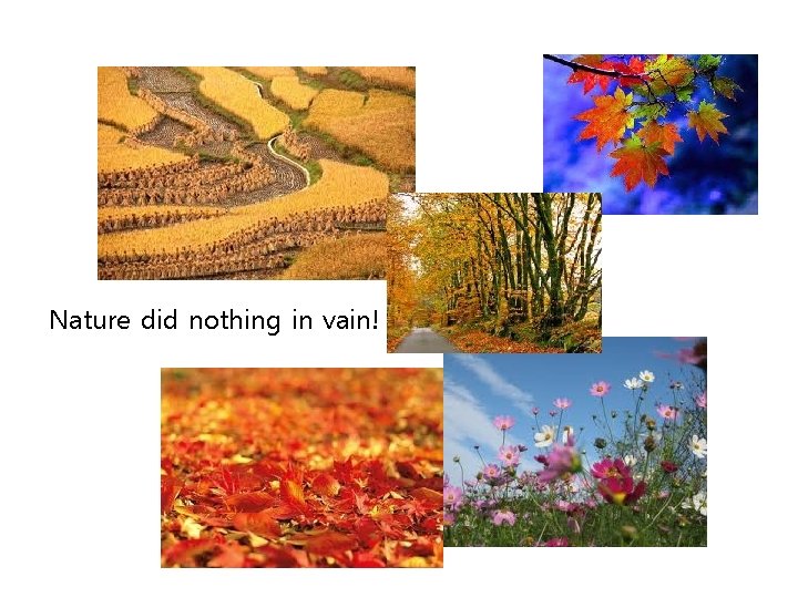 Nature did nothing in vain! 