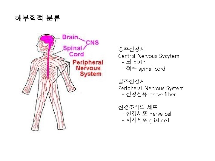 해부학적 분류 중추신경계 Central Nervous Sysytem - 뇌 brain - 척수 spinal cord 말초신경계