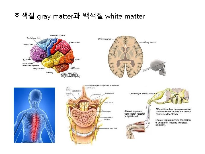 회색질 gray matter과 백색질 white matter 