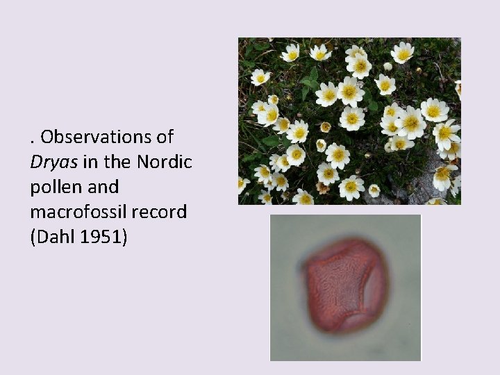 . Observations of Dryas in the Nordic pollen and macrofossil record (Dahl 1951) 