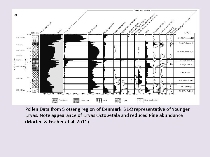 Pollen Data from Slotseng region of Denmark. SL-8 representative of Younger Dryas. Note appearance
