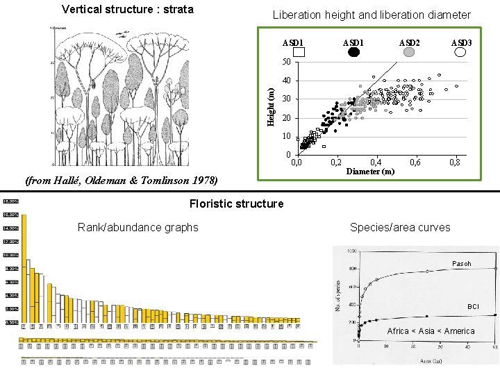 Vertical structure : strata Liberation height and liberation diameter ASD 1 ASD 2 ASD