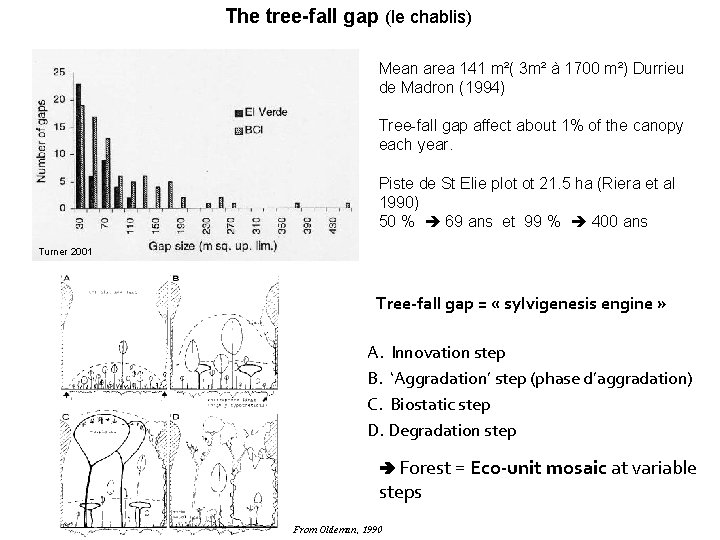 The tree-fall gap (le chablis) Mean area 141 m²( 3 m² à 1700 m²)
