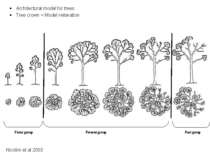 Futur group Nicolini et al 2003 Present group Architectural model for trees Tree crown