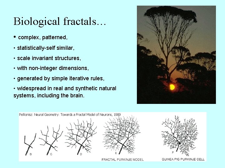 Biological fractals… • complex, patterned, • statistically-self similar, • scale invariant structures, • with