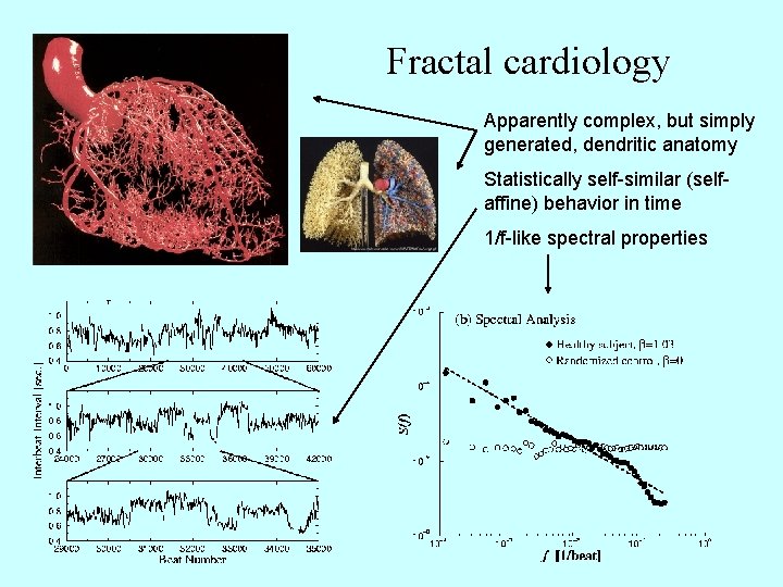 Fractal cardiology Apparently complex, but simply generated, dendritic anatomy Statistically self-similar (selfaffine) behavior in
