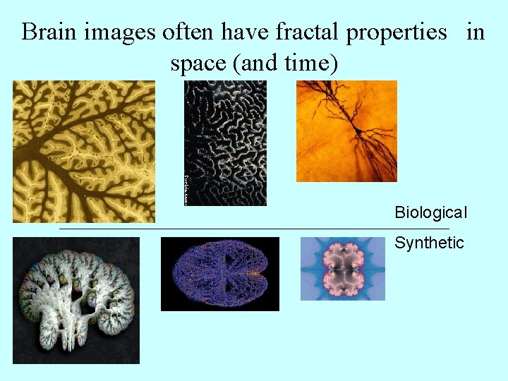 Brain images often have fractal properties in space (and time) Biological Synthetic 