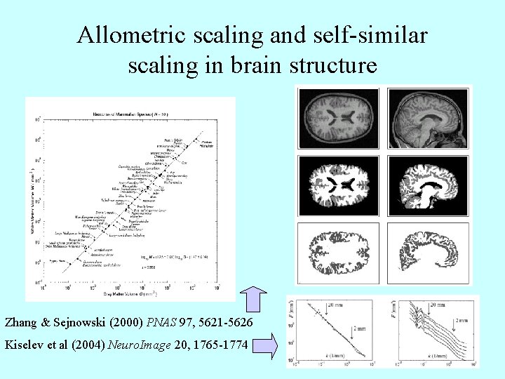 Allometric scaling and self-similar scaling in brain structure Zhang & Sejnowski (2000) PNAS 97,