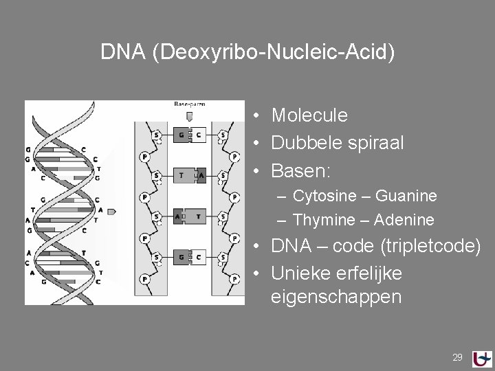 DNA (Deoxyribo-Nucleic-Acid) • Molecule • Dubbele spiraal • Basen: – Cytosine – Guanine –