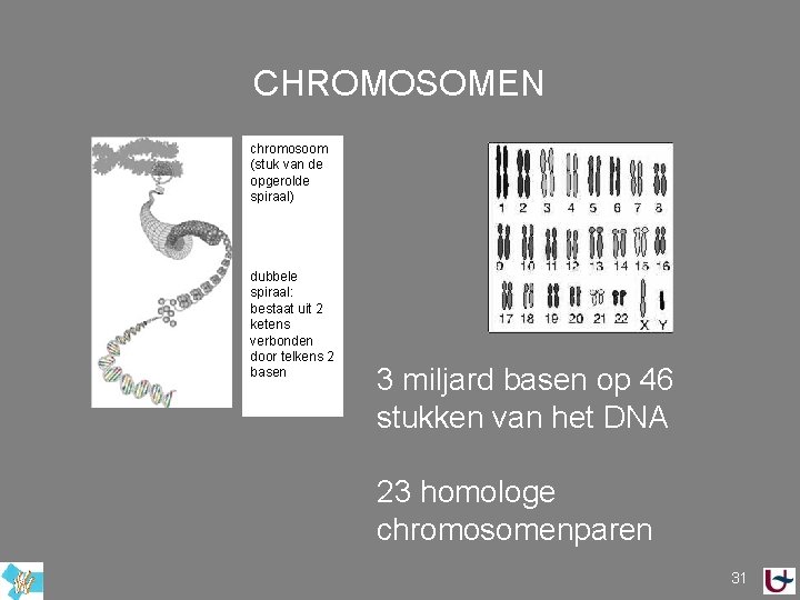 CHROMOSOMEN chromosoom (stuk van de opgerolde spiraal) dubbele spiraal: bestaat uit 2 ketens verbonden