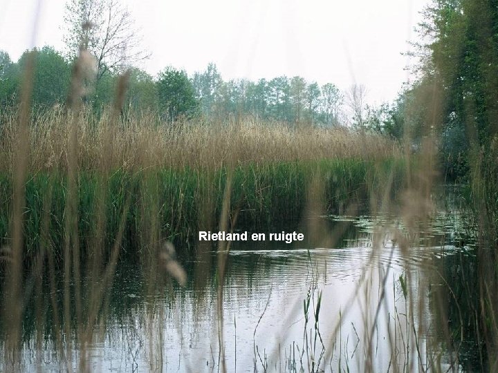 Rietland en ruigte 