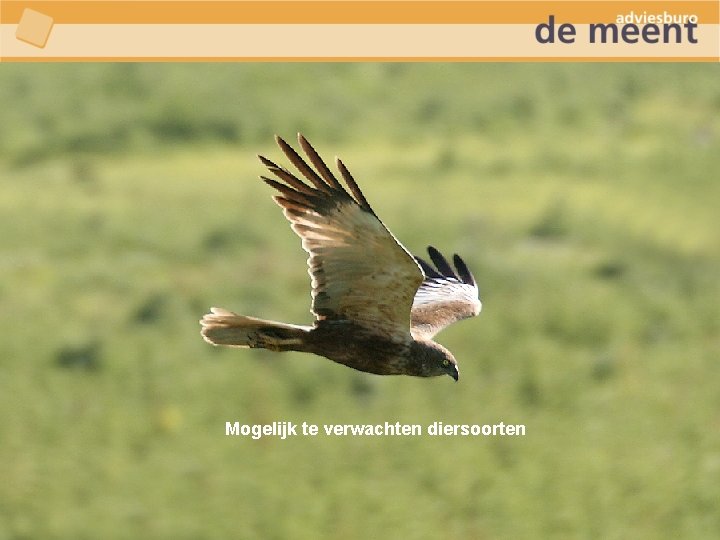 Mogelijk te verwachten diersoorten 