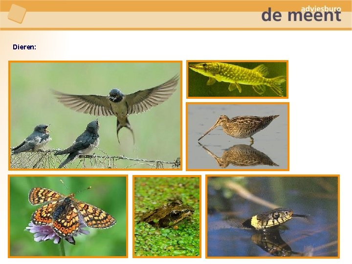 Dieren: 