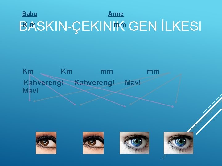 Baba Anne K m mm GEN İLKESI BASKIN-ÇEKINIK Km mm Kahverengi Mavi Mavi 